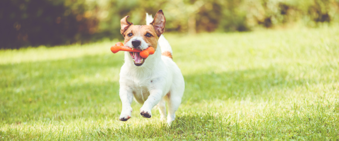 investimento-em-start-ups-ligadas-a-animais-de-estimacao-cresceu-3340D2D3353-358C-3A9A-5169-DC021EDEAD9D.jpg